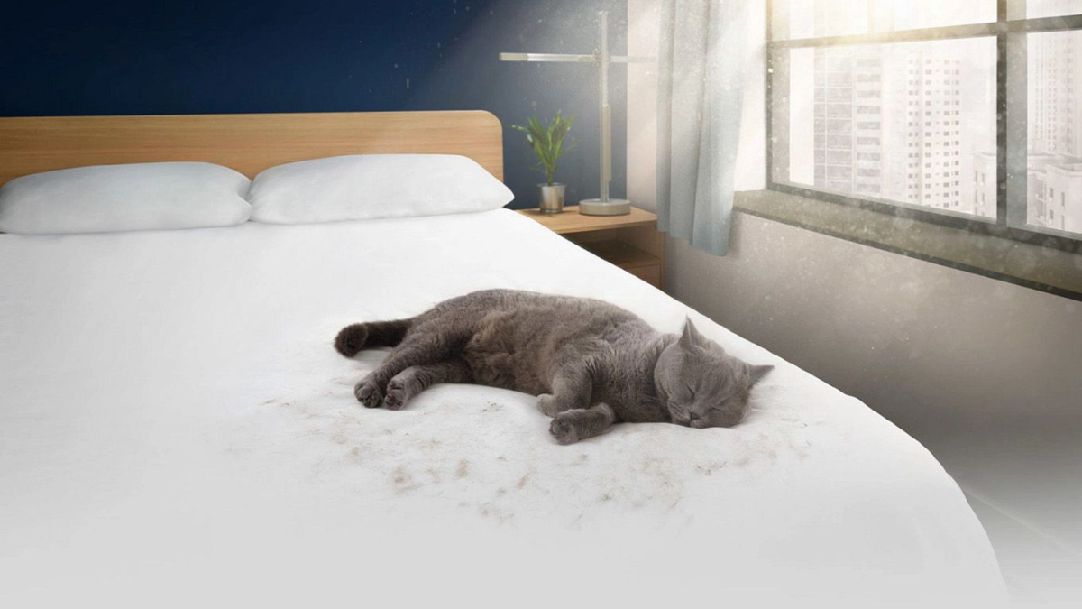 Клещи домашней пыли: что происходит в вашей спальне и как это остановить